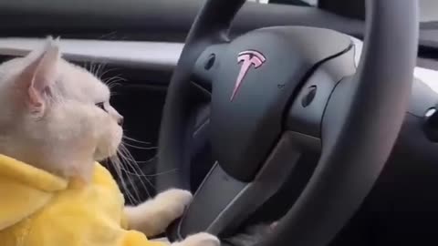 Funniest.Animal 10