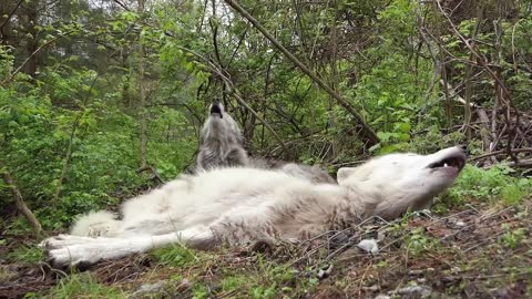 The Funniest Wolf Howls Are Lazy Ones