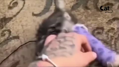 Funny animal video