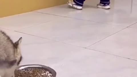 Dog funny videos