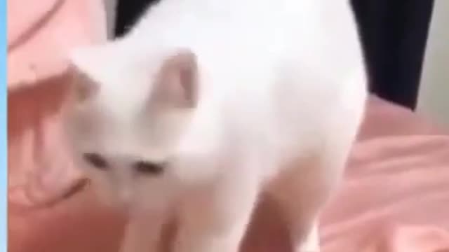 Funny Dog Videos 2021 | Funny animal Videos - Funny