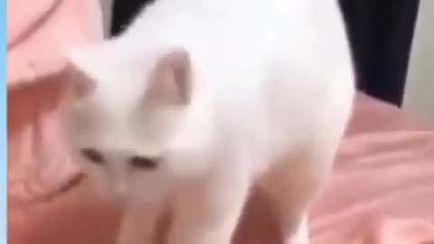Funny Dog Videos 2021 | Funny animal Videos - Funny