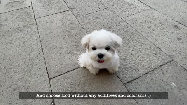 MOST FREQUENT QUESTIONS ABOUT PUPPIES