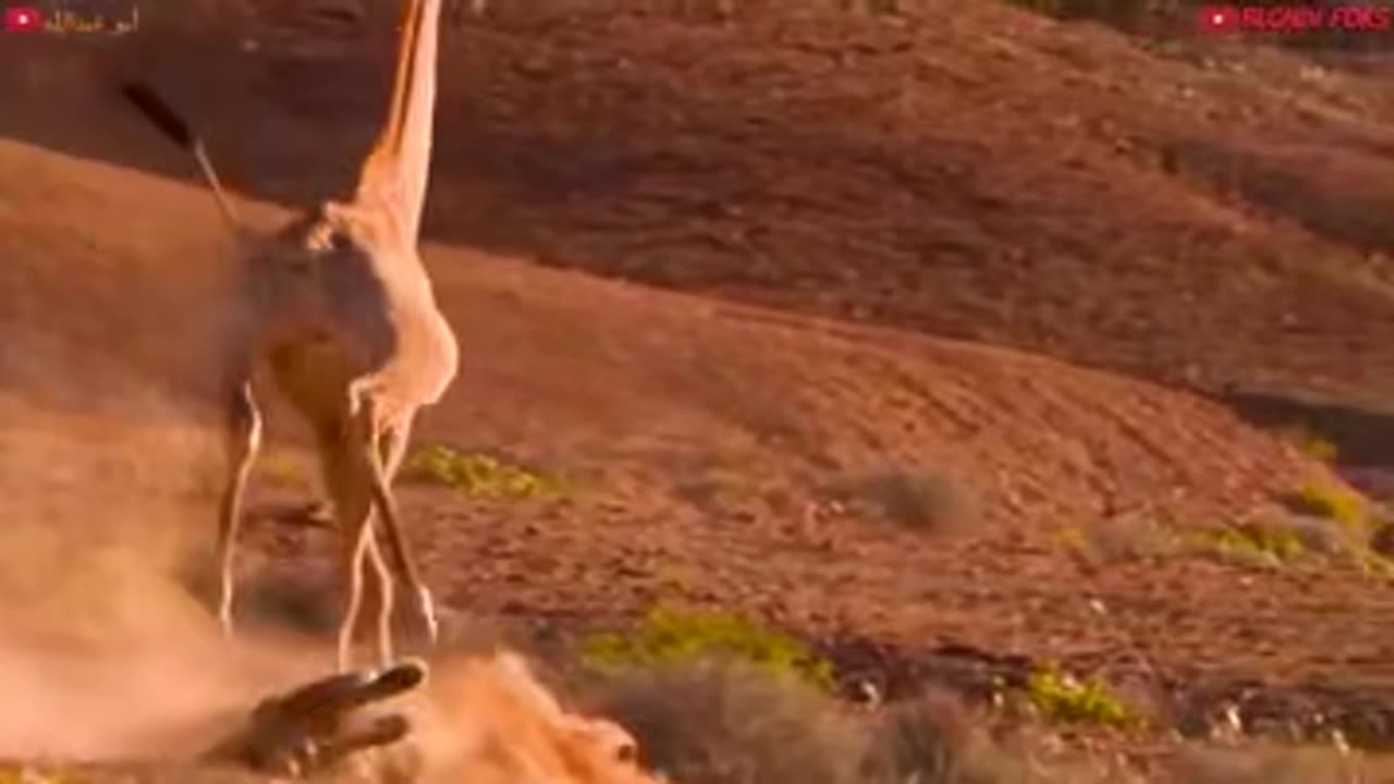 Giraffe and the wild lion