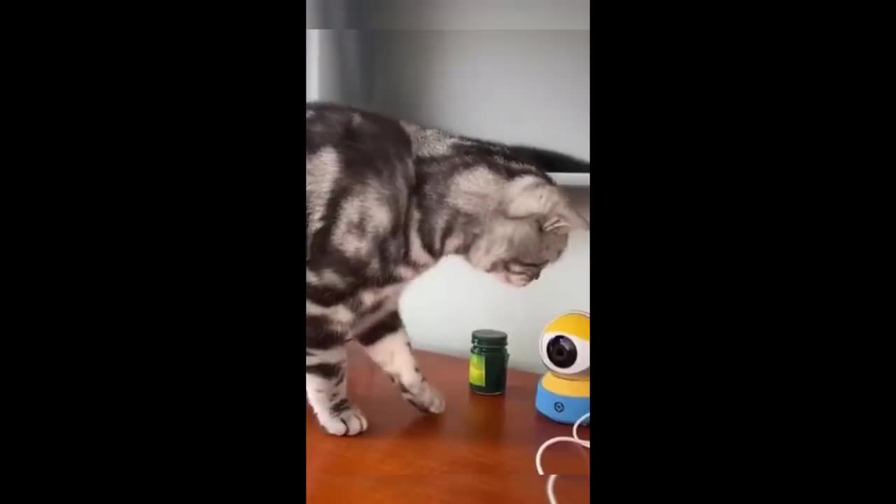 Funny animals - Funny cats / dogs - Funny animal videos 2023 - Part 5/Haypyy Pett