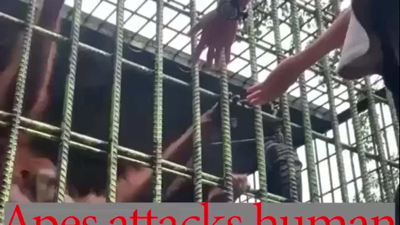 Apes (gorilla) attacks human !