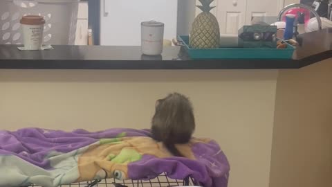 Ferrari the Ferret Doesn't Make the Jump