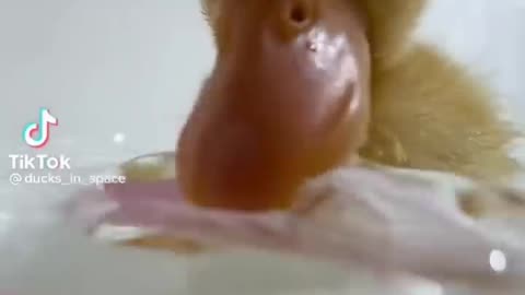 ***MUST SEE!!!*** Cute Baby Animals!!!