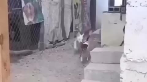 Funny Animals