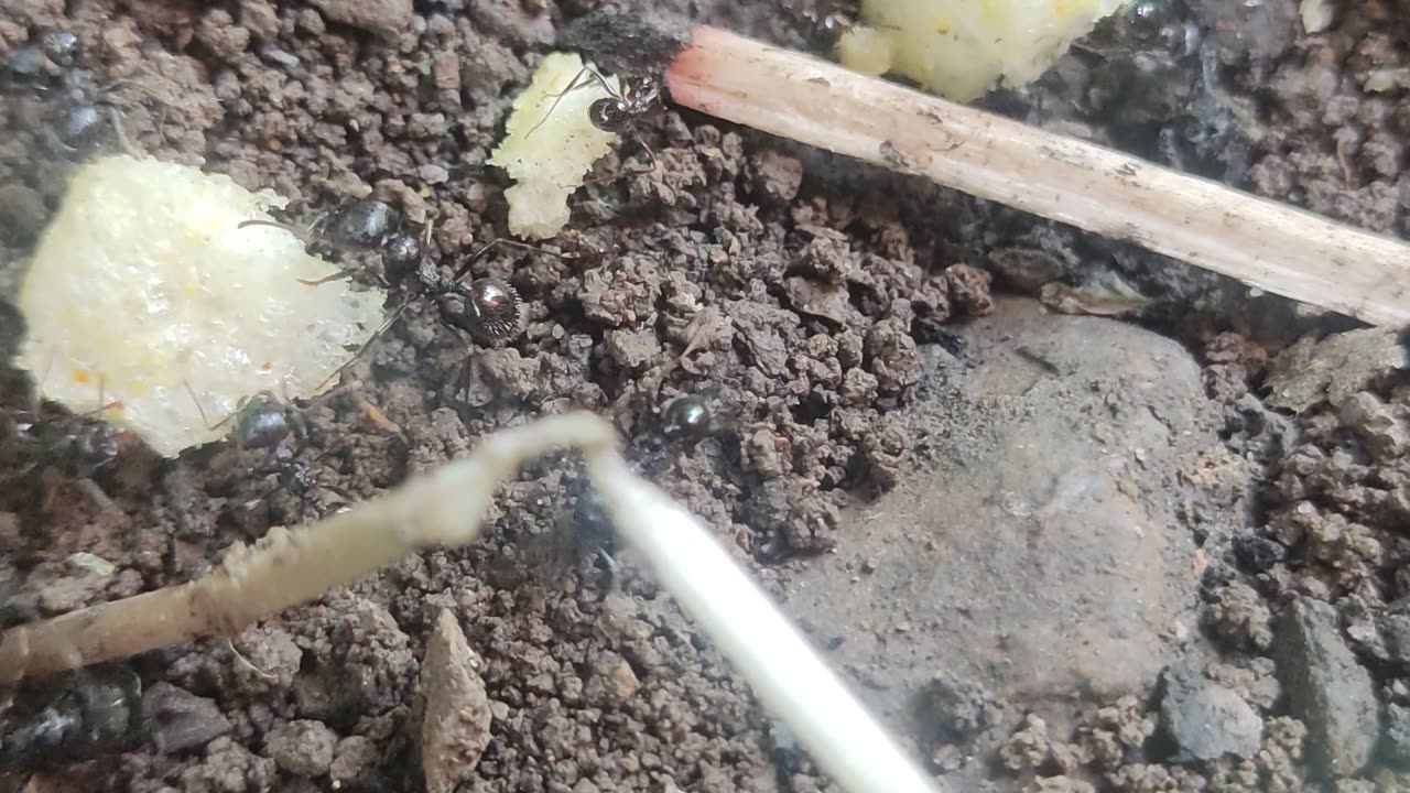 Ants food collecting moments