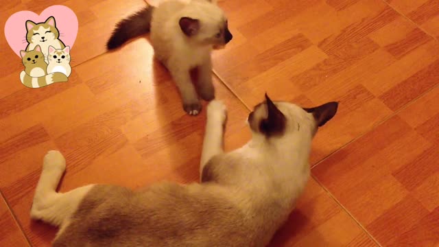 MOM CAT!!!!!! Funny and cute animals video