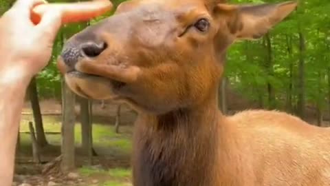 animal funny video #rumble