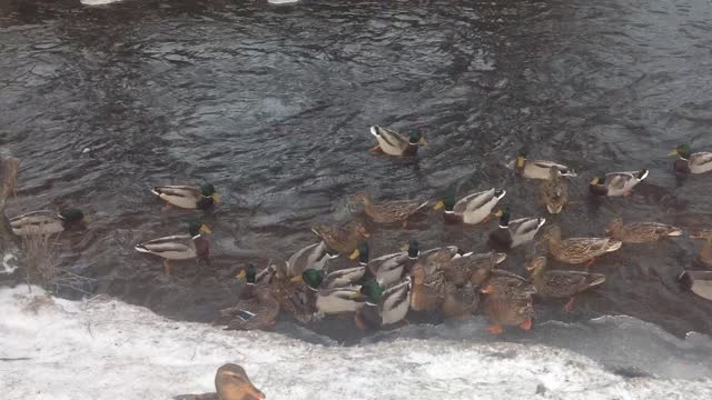 A flock of hungry ducks