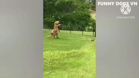 Funny video