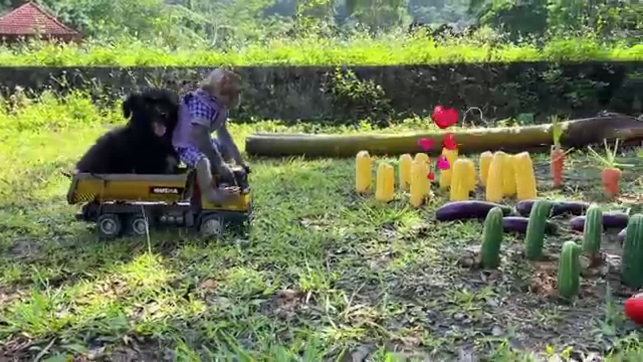 Funny Monkey