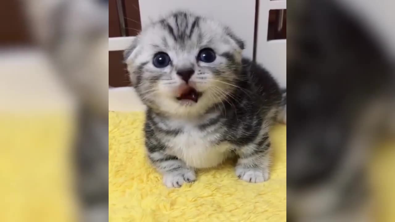 A cute little cat. Who doesn't like it??