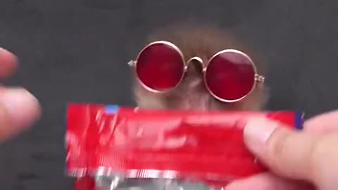 CUTE MONKEY EAT CANDY CHOCO