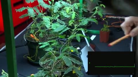 Electrical experiments with plants that count and communicate