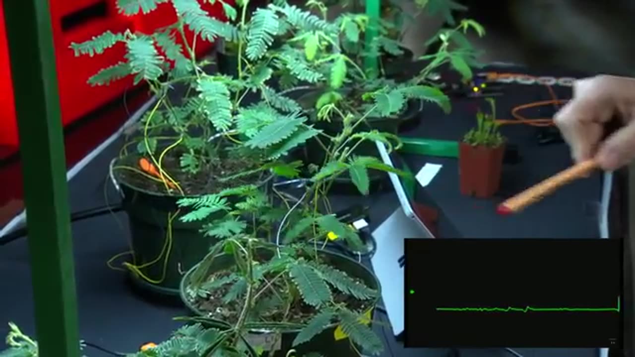 Electrical experiments with plants that count and communicate