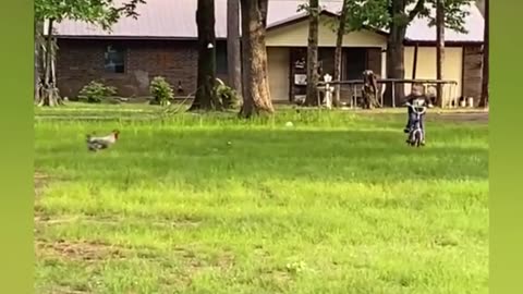 dogs funny videos download dogs funny videos youtube dogs funny videos try not to laughfunny