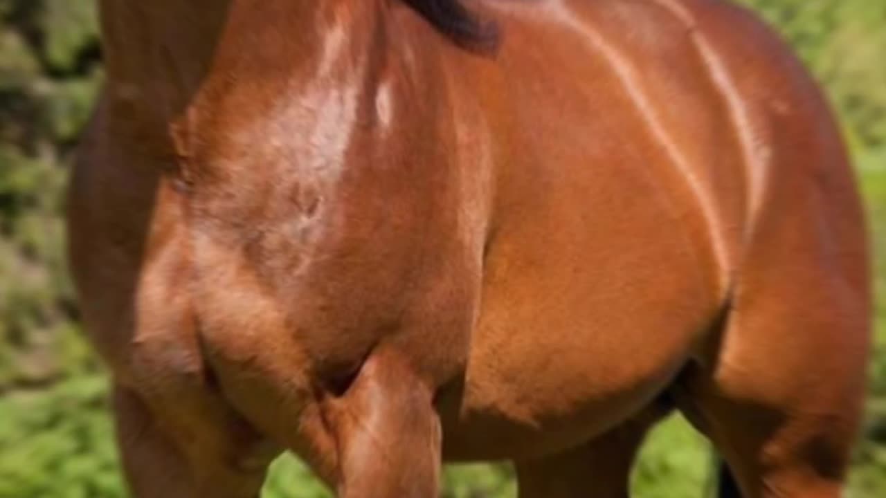 2023 Horse and 5000 Bce Horse || Mythical_MC ||