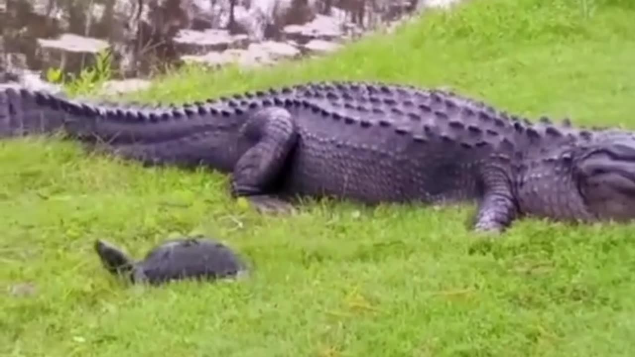 Giant Crocodile Attacks On Inocent Turtle 😱 | RumbleRiot