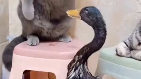 Animals fun