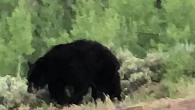 Black Bear Stroll in Yellowstone National Park