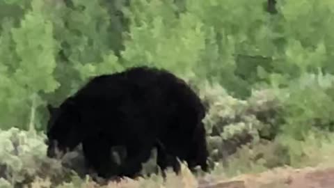 Black Bear Stroll in Yellowstone National Park