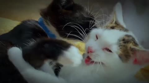Romance between two cutest cats