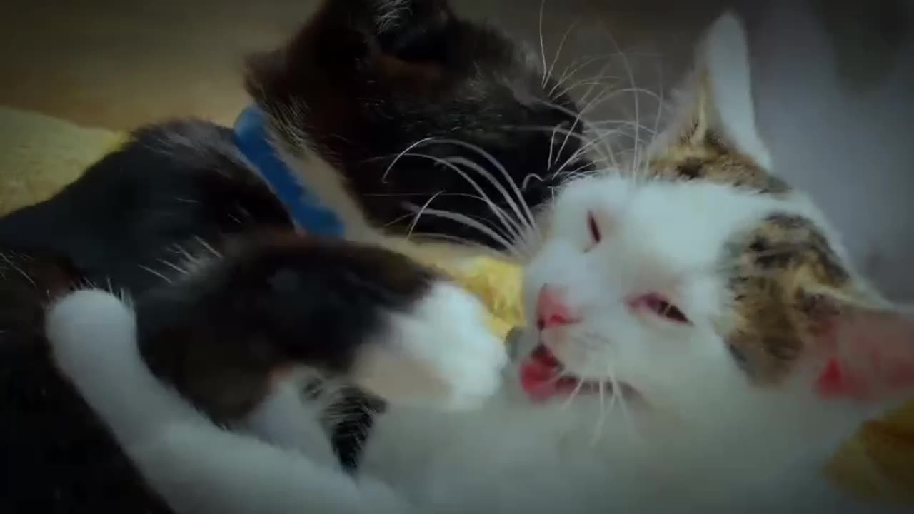 Romance between two cutest cats