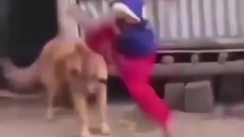 Dog Takes Advantage
