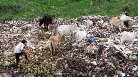 Dramatic rescue of injured calf from garbage dump in India hd🙏🙏