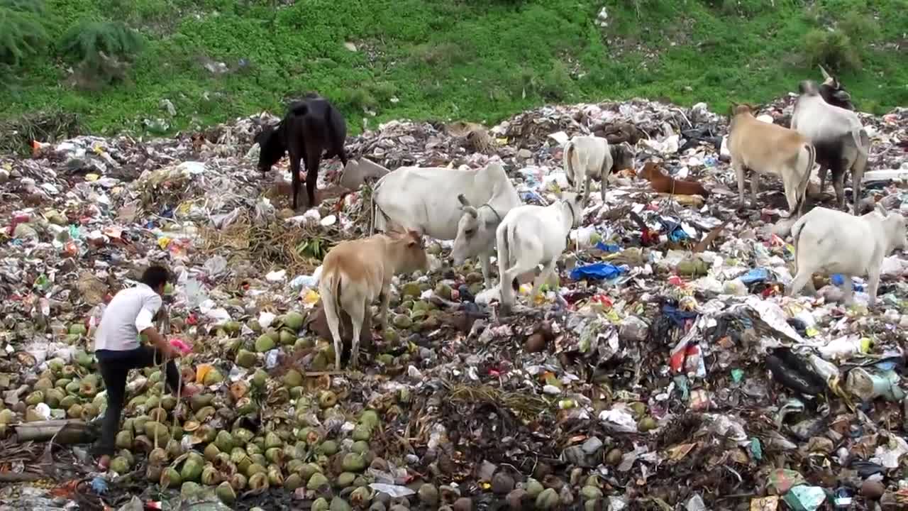 Dramatic rescue of injured calf from garbage dump in India hd🙏🙏