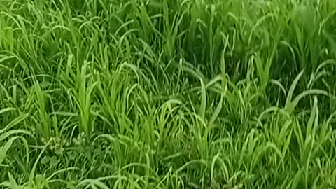 Very nice video