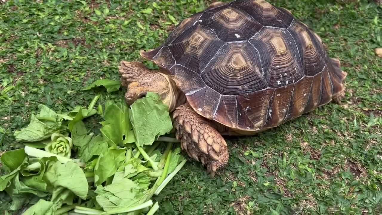Yummy the tortoise eating mustard leaves
