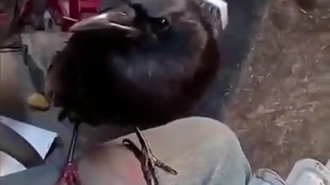 Hari