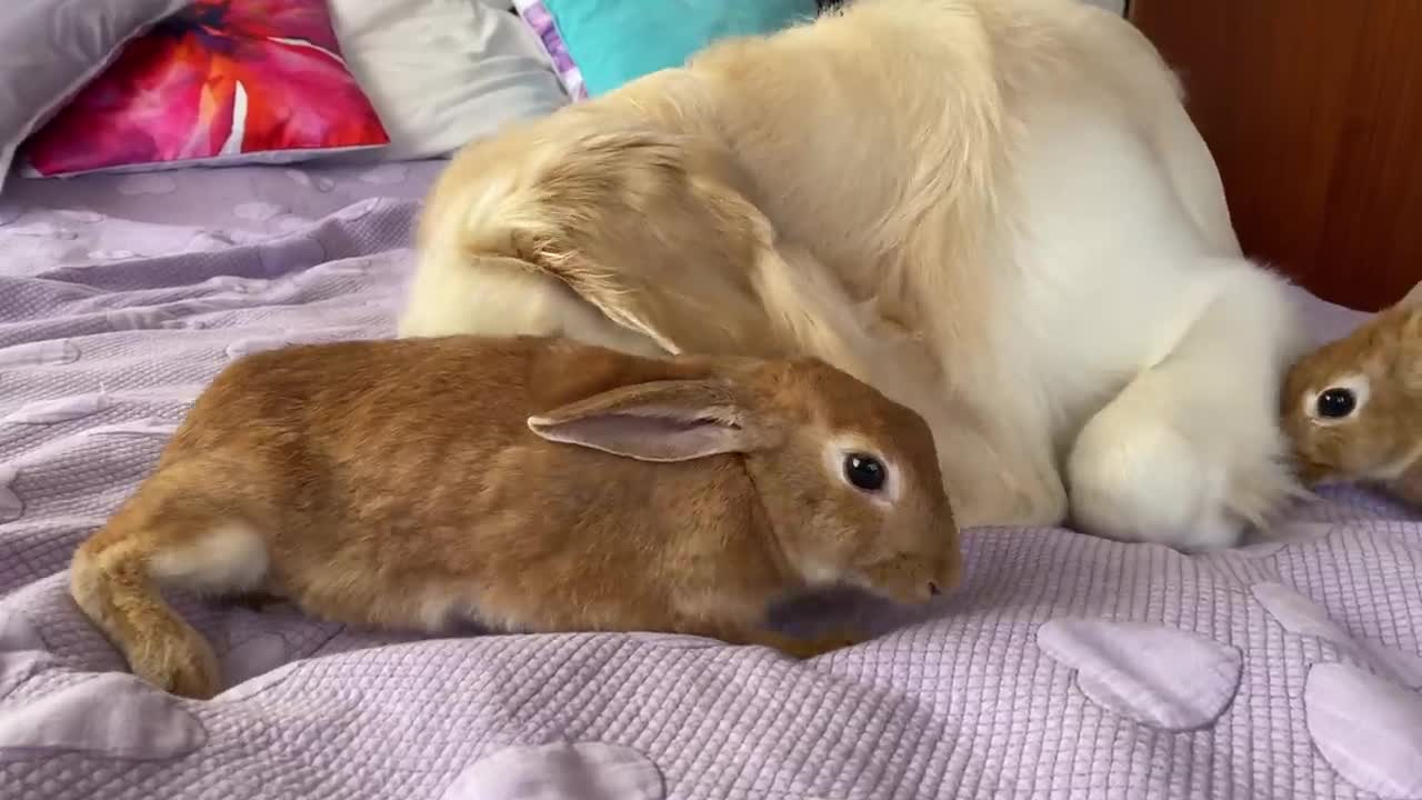 When the Dog is TOO BIG to play with Rabbits!