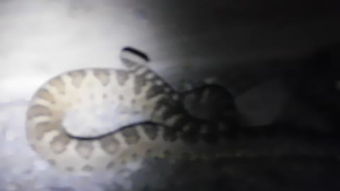 SNAKE RIVER RATTLESNAKE