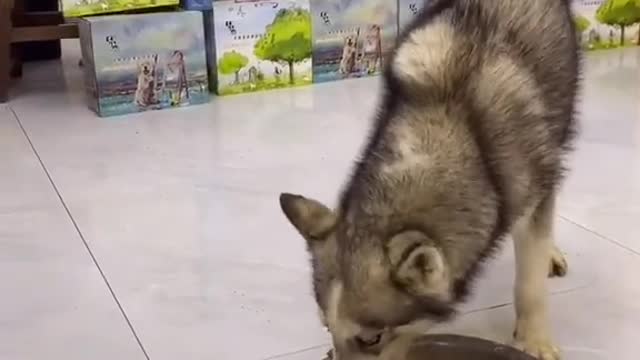 Haha. #dog
