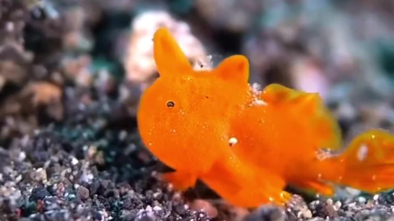 FROGFISH ARE A TYPE OF ANGELRFISH FOUND IN SHALLOW TROPICAL SUBTROPICAL OCEAN WATERS AROUND THE WORLD