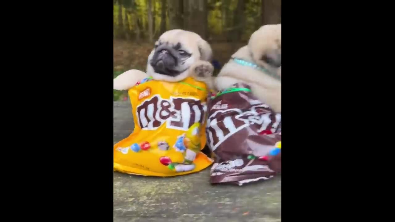 Cute baby animals Videos Compilation cute