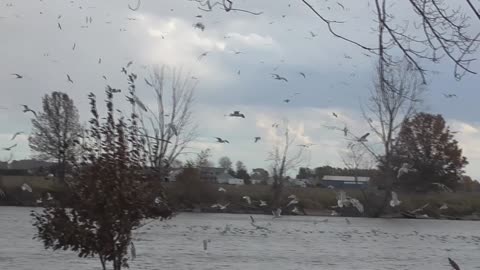 391 Toussaint Wildlife - Oak Harbor Ohio - Looking For Hitchcock