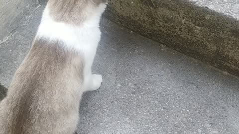 My 🐱 cat life