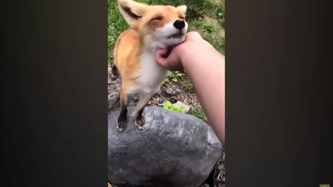 Funniest Animal Videos of the year 2023 - Part 4