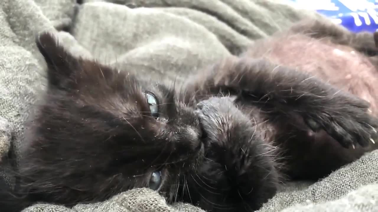 Funny Animal Compilation You Must Watch#13