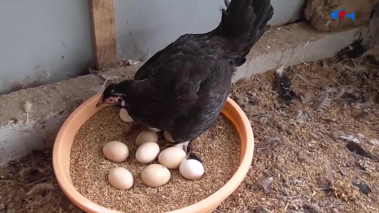 Chicken