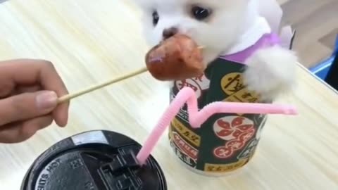 Mini Pomeranian - Funny and Cute Pomeranian Videos #6 #FunniestPets