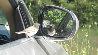 Crazy Junko attacking my car mirror