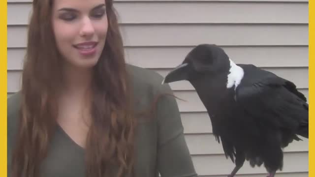 Raven talks like a Human!!